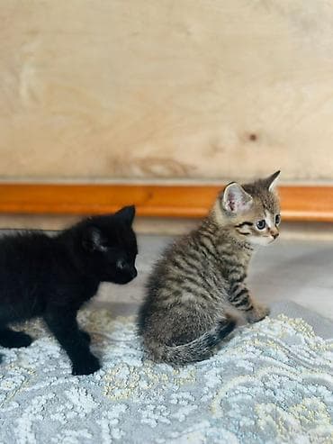 Мышыктар: Отдадим в добрые руки котят — 4