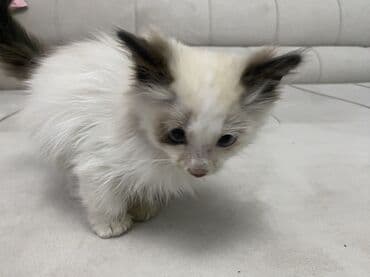 helix original цена в оше: Беспородная, 3 месяца, Мальчик, Серый, Приучена к лотку — 3