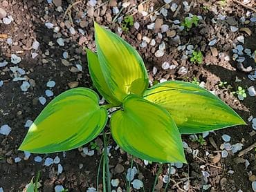 Продаю: - хоста Джун - 2 деленки 650сом - хоста Огненный Остров