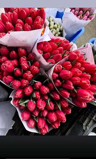 подарки к 8 марта: 🔥 **ТЮЛЬПАНЫ ОПТОМ К 8 МАРТА ПРЯМО ИЗ ТЕПЛИЦЫ** 🔥 Голландские — 5