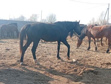 кролик декоративные: Продаю | Жеребенок | Для разведения | Племенные — 9