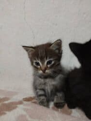 усыпление животных бишкек: Котята в добрые и ответственые руки. Кушают домашнюю еду. Кашку — 13