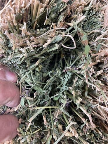 швиц уйлары: Люцерновое сено в тюках в Сокулуке. Тюки плотные 2-3-й кос,метровые — 5