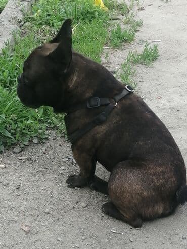 акустические системы boom колонка в виде собак: Бульдог, 3 года, Самец — 1