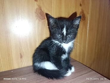 1 мальчик 2 котенка фулл: Отдам котят в добрые руки 
2 кошечки и один котик — 1