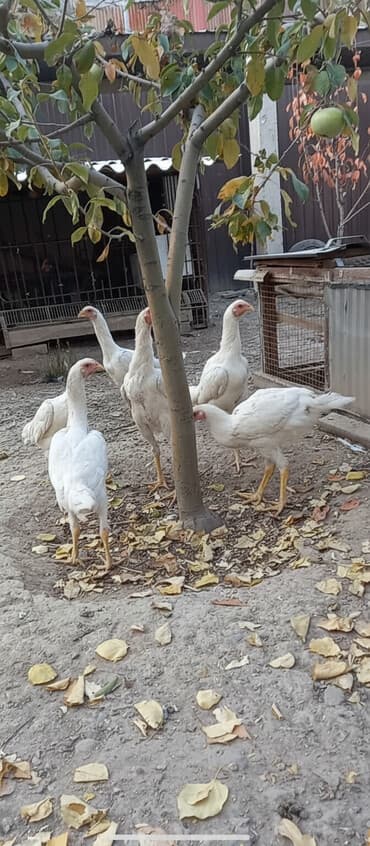 коровы молочные: Продаю | Куры | Дакан | Для боев — 1