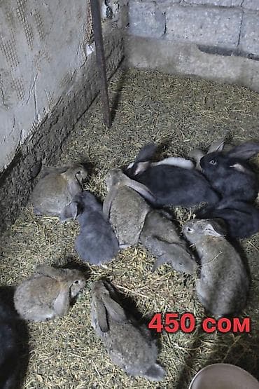 Ветеринар кызматы: Сатам | Коендун бөжөктөрү | Көбөйтүү үчүн — 3