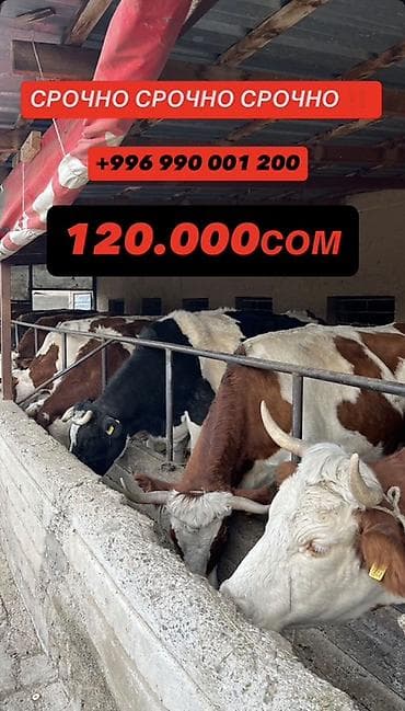 Аквариумы: Продаю | Корова (самка) | Для молока | Привязанные — 1