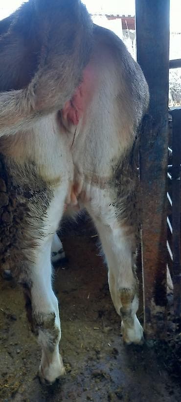 продаю несушек: Продаю | Тёлка | На откорм | Привязанные — 6