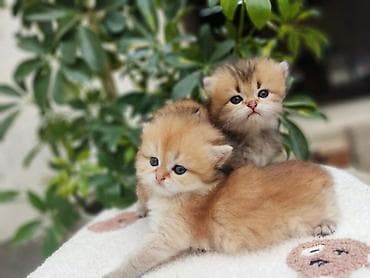 кошачий домик: 1 месяц, Девочка, Золотая шиншилла, Приучена к лотку, Проглистована — 9