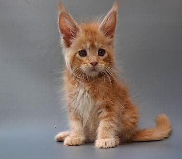 Шикарные котята мейн-куны, окраса рыжий мрамор (red tabby). Большие lalafo.kg да Шикарные котята мейн-куны, окраса рыжий мрамор (red tabby). Большие