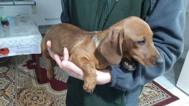 акустические системы newrixing колонка в виде собак: Такса, 4 месяца, Самка, С прививкой — 8