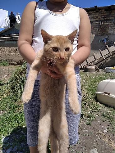 Мышыктар сатылат: Рыжий домашний котенок. отдам в хорошие руки - Окрас: теплый — 1