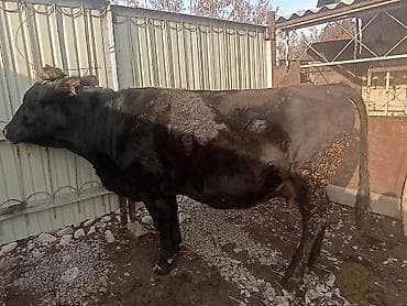 кошки шотланские: Продаю | Корова (самка) | Для молока | Привязанные — 4