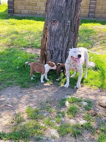 вакцинатор: На продажу щенки питбуль — 3