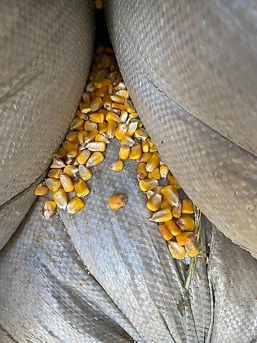 брама яйцо: Жугору сатам 
адрес: Карабалта — 2