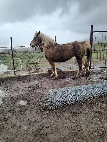 саванна кошка купить: Продаю | Кобыла (самка) — 1