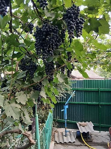 листья смородины: Виноград В розницу — 1