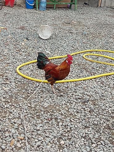 корейские куры: Продаю | Петух | Для разведения — 1