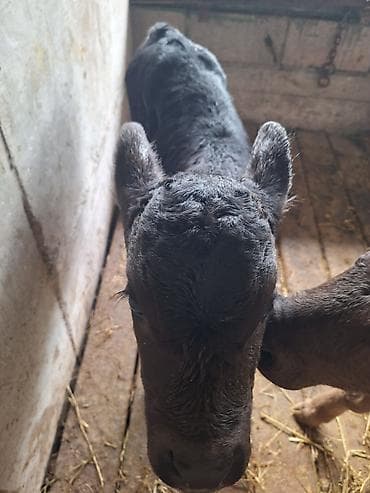 продаю коров: Продаю | Корова (самка) | Для молока | Привязанные — 8