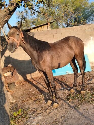 собака доберман сколько стоит: Продаю | Кобыла (самка) | Конный спорт — 5