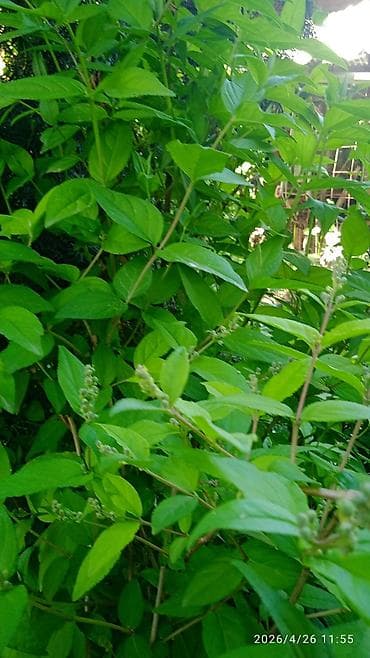 черный принц цветок: Пион древовидный (Paeonia suffruticosa), сорт с крупными — 5