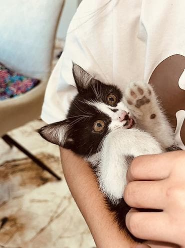 1 мальчик 2 котенка фулл: Беспородная, 2 месяца, Девочка, Рыжий, Приучена к лотку — 1