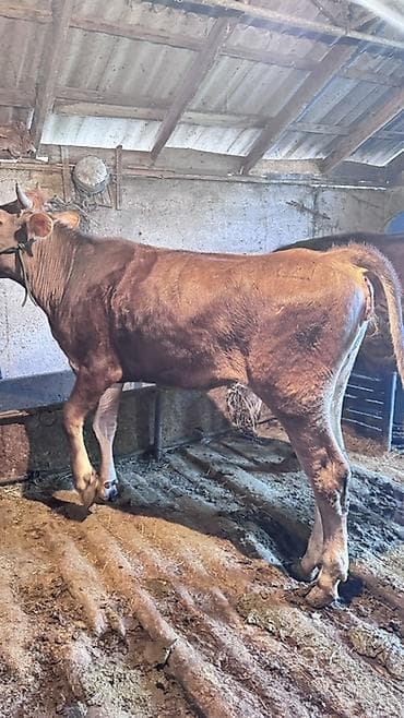 продажа собак бишкек: Продаю | Корова (самка), Тёлка | Голштин, Швицкая | На откорм, Для разведения, Для молока — 4