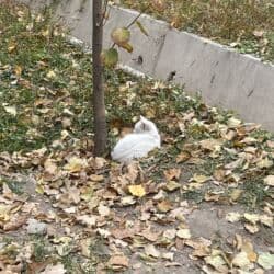 кошки в добрые руки: Полностью белая кошка ищет дом
кошачий корм в подарок — 3