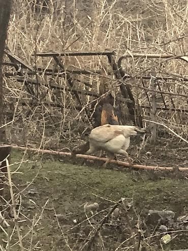 коза самец: Продаю | Петух | Бойцовая, Дакан | Для разведения — 5