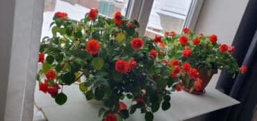 лимон цветы: Бальзамины (Impatiens, «Ванька мокрый») с махровыми — 1