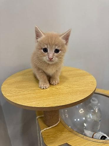 кошка даром: Малыши ищут дом! Им 1,5 месяцев. игривые и умненькие. Едят — 1