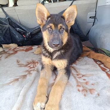 продам щенка немецкой овчарки: Немецкая овчарка, 3 месяца, Самка — 2