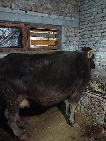 лошадь конь: Продаю | Корова (самка) | Для молока | Привязанные — 1