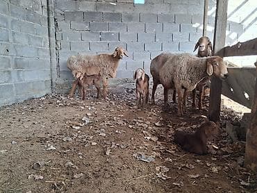 Үй жаныбарлары үчүн товарлар: Сатам | Кочкор (эркек) | Арашан | Бооз, Ургаачы — 7