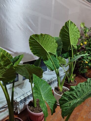 каллы цветы: Для оптовых покупателей предусмотрены скидки! Алоказия — цветок — 2