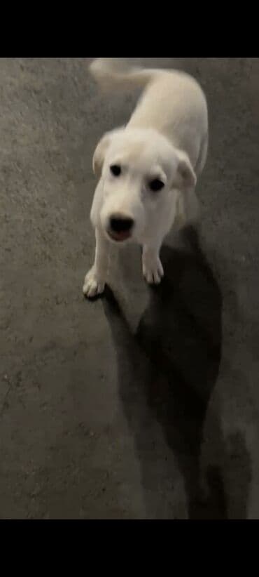 отдам собаку в добрые руки: Собака даром: 7 месяцев, Самец — 3