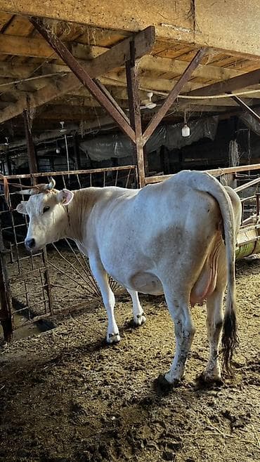 коры: Продаю | Корова (самка) | Для молока | Племенные — 4