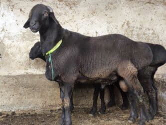 обучение собак: Продаю | Баран (самец) | На забой | Племенные — 2