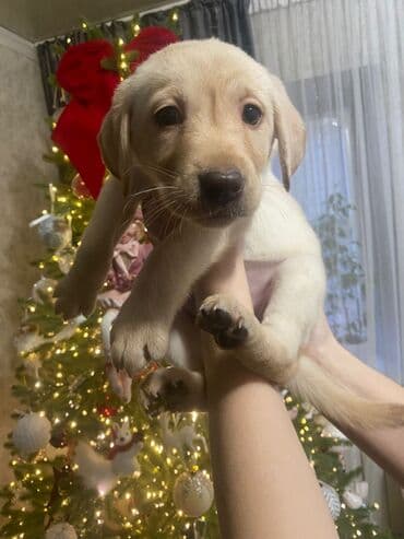 акустические системы teac колонка в виде собак: Лабрадор-ретривер, 1 месяц, Самка — 1