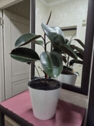 цветы каланхоэ: Сансевиерия (Sansevieria trifasciata) в декоративных горшках. - — 18