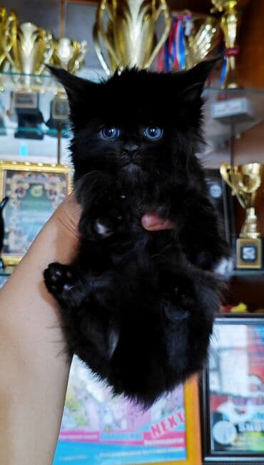 ( фотографии родные Не с интернета и не искусственный