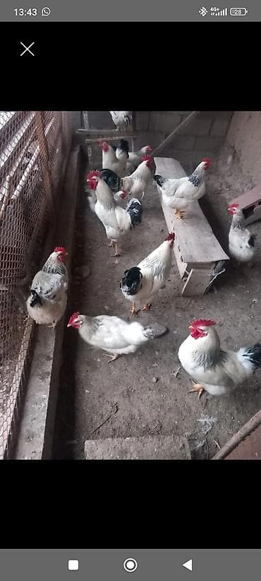 А/ч жаныбарлары үчүн тоюттар: Сатам | Тооктор | Көбөйтүү үчүн — 1