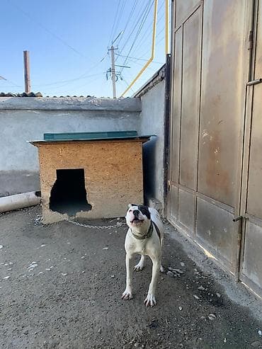 собака пекинес цена: Питбуль, 1 год, Самка — 2