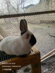 куры доминанты: Продаю | Крольчиха (самка) | Для разведения — 1