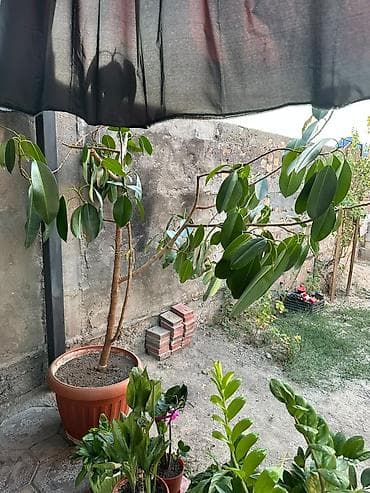 Фикусы: Крупное комнатное растение в горшке — фикус (вероятно, Ficus — 2