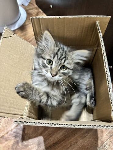 сколько стоит шотландский вислоухий кот: Роня, мальчик, родился 24.08.2025 — активный, весёлый и очень — 4