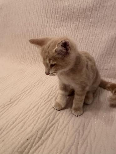 d cat: Кошка даром: Беспородная, Мальчик, Приучена к лотку — 8