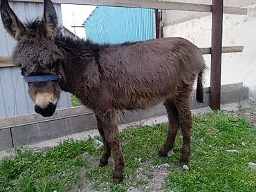 собака беловодск: Срочно продаю — 1