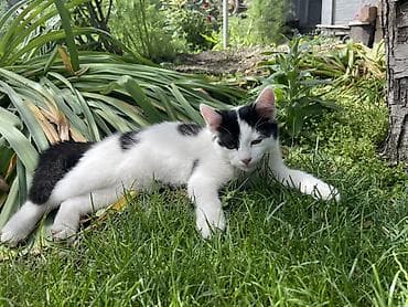 cat sofa: Кошка даром: Беспородная, Мальчик — 2